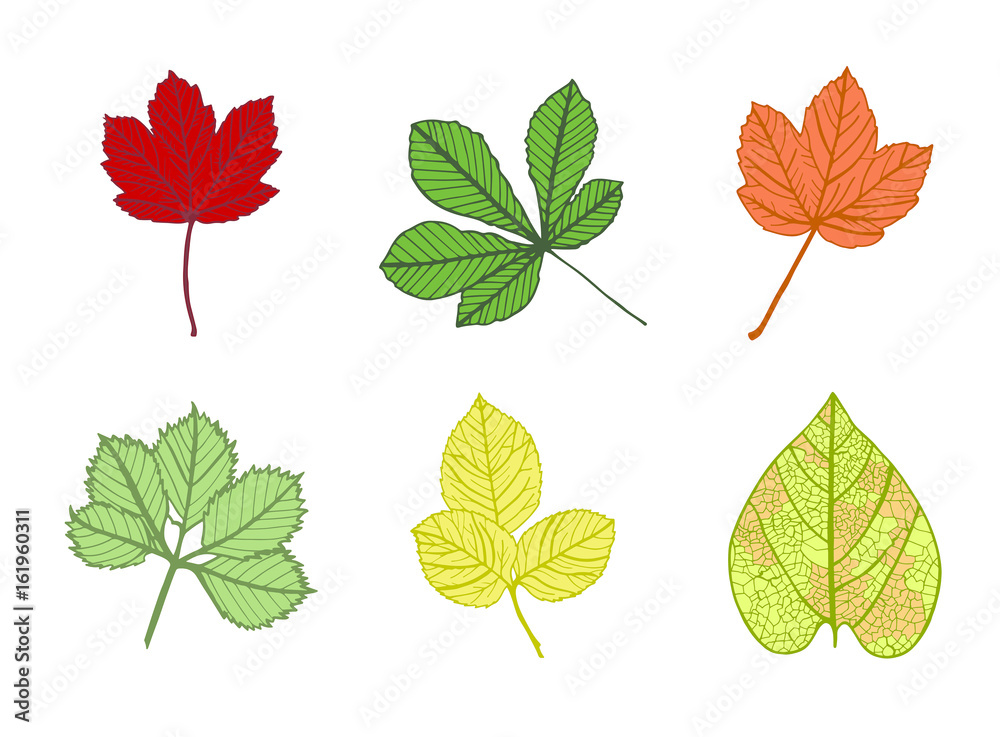 Vector icon of autumn leaves against white background Vector icon of autumn leaves against white background