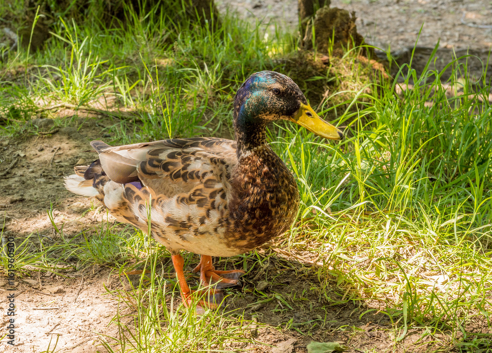Male mallard duck taking some shade from the hot sun at Wayoh Reservoir, Bolton, Gtr Manchester, UK Male mallard duck taking some shade from the hot sun at Wayoh Reservoir, Bolton, Gtr Manchester, UK