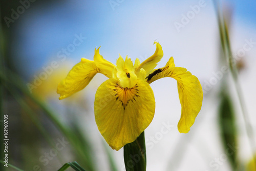 Yellow iris is blooming on the lake shore against the blue sky. photo