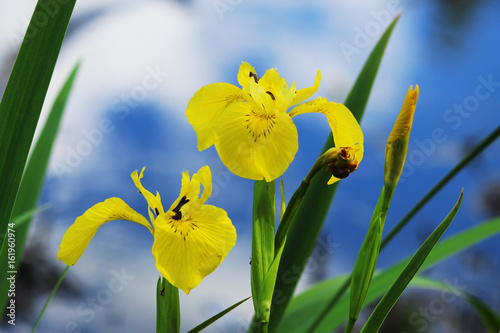 Yellow iris is blooming on the lake shore against the blue sky. photo