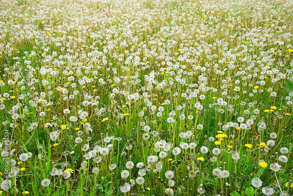 Fototapeta premium Pusteblumen