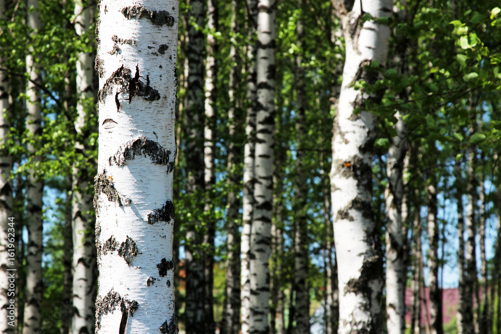 A birch tree trunk on the front with clear bark texture and a birch forest on the background