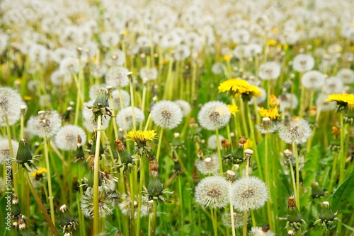 Pusteblumen