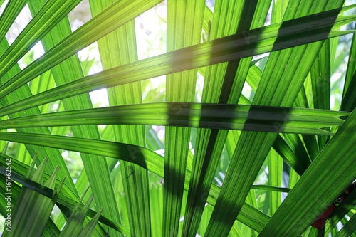 morning Tropical Palm leaves green Background