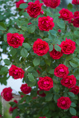 bush with red roses in the garden