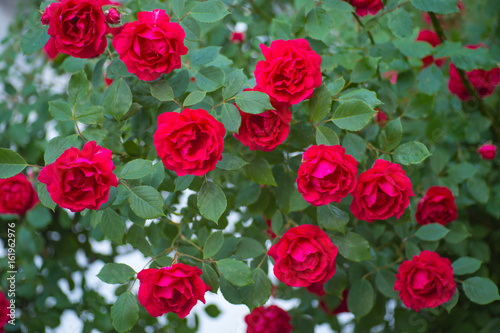 The garden red roses © sasapanchenko