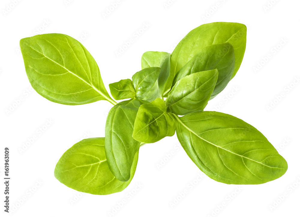 Leaves of green basil isolated on white background Leaves of green basil isolated on white background