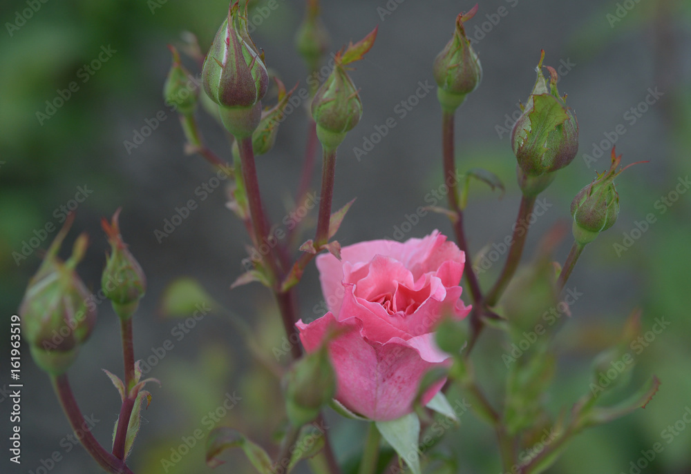 pink Rose bloom with green buds on natural background. pink Rose bloom with green buds on natural background.