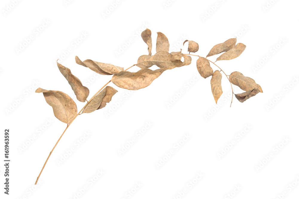 Fototapeta premium Leaves Phyllanthus acidus yellow died dry leaf on a white background