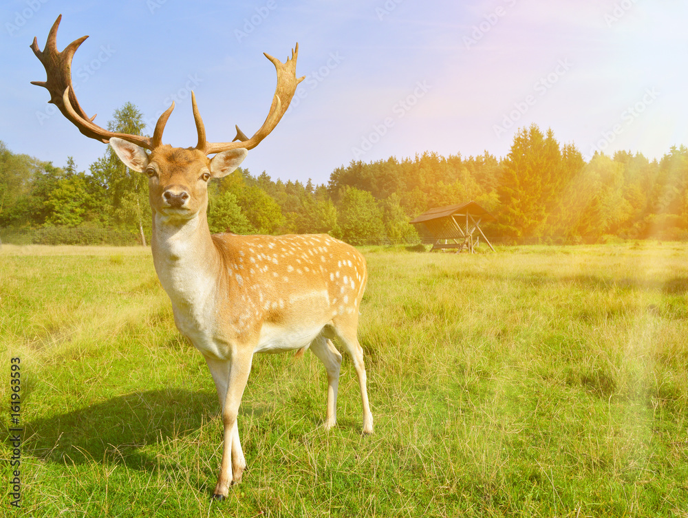 Naklejka premium Damhirsch in der Abendsonne