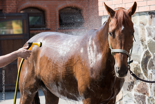 Cropped shot of person washing brown purebred horse outdoors