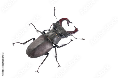 Male Stag Beetle Bug Insect. Close-up top view isolated on white background