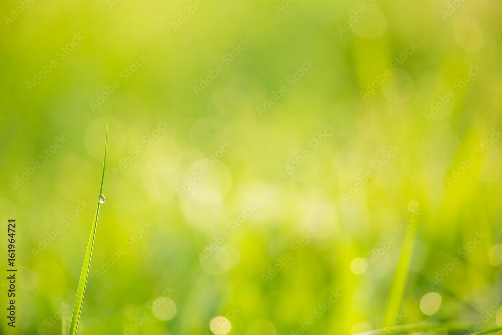 Obraz premium Grass and drops