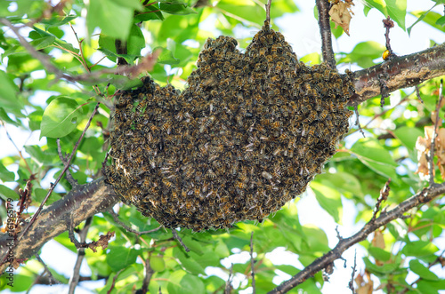 Swarm of bees on a tree branch against a background of leaves and blue sky closeup