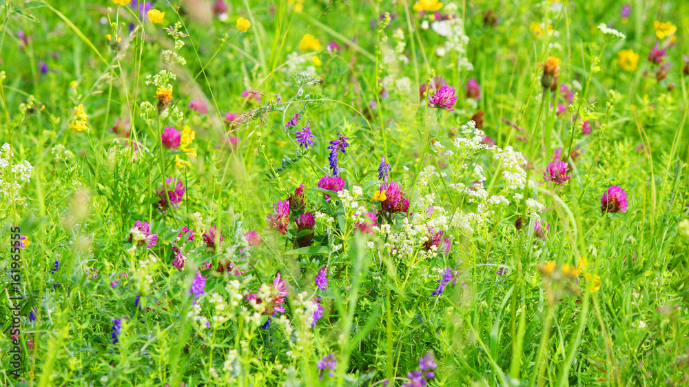 A mix of various colored flowers in a green meadow with a green background