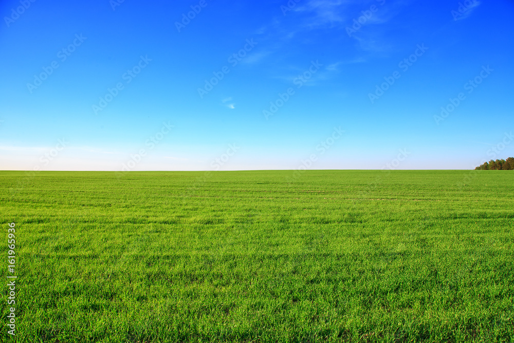 Landscape with green field and blue sky in summer
