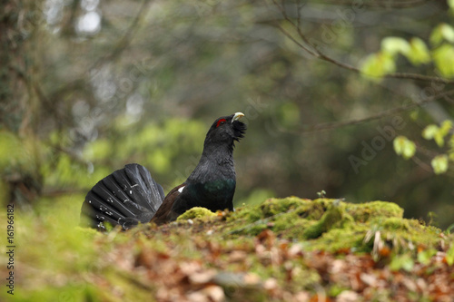 Capercaillie - display for mating ritual
