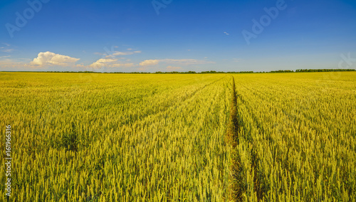 Slika na platnu Beautiful panorama with wheat fields on summer day