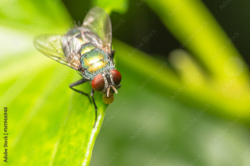 Fly insect close up in the nature Fly insect close up in the nature