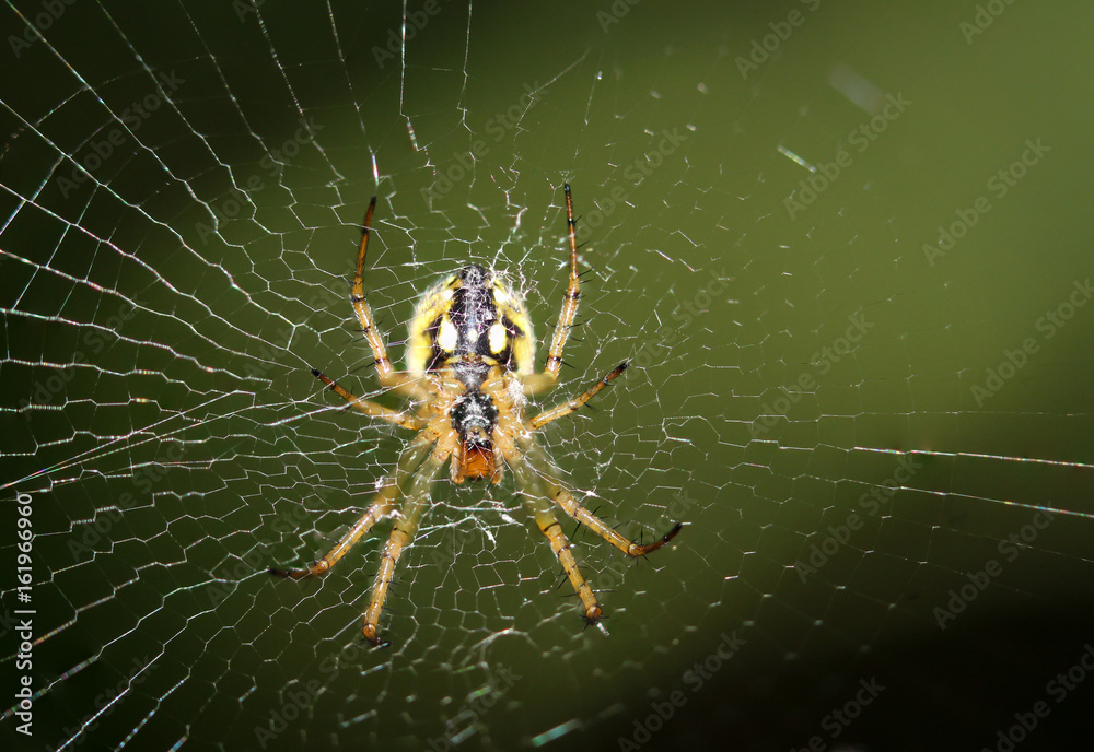 Spaltenkreuzspinne - Nuctenea umbratica, Natur Spaltenkreuzspinne - Nuctenea umbratica, Natur