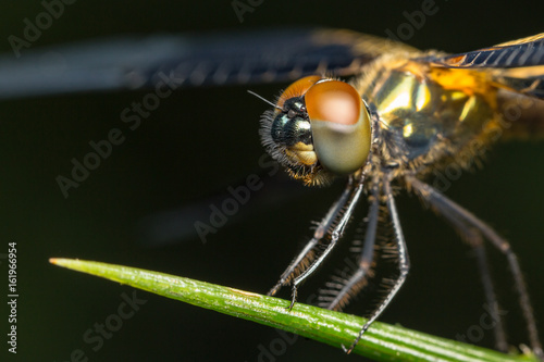 Dragonfly insect close up in the nature © teerawutbunsom
