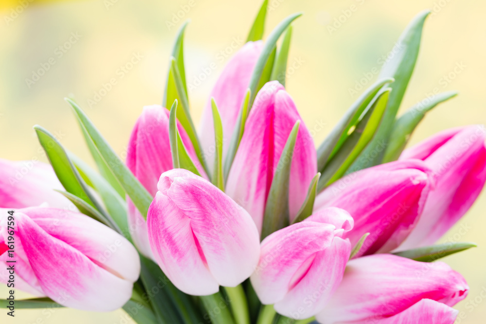 Spring flowers. Tulip bouquet on the bokeh background. Spring flowers. Tulip bouquet on the bokeh background.