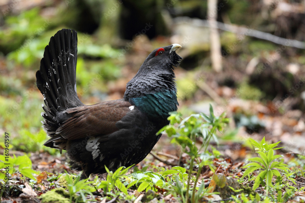 Fototapeta premium Capercaillie - Mating ritual