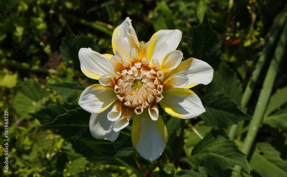 Top close view of a multicolored dahlia flowre head Top close view of a multicolored dahlia flowre head