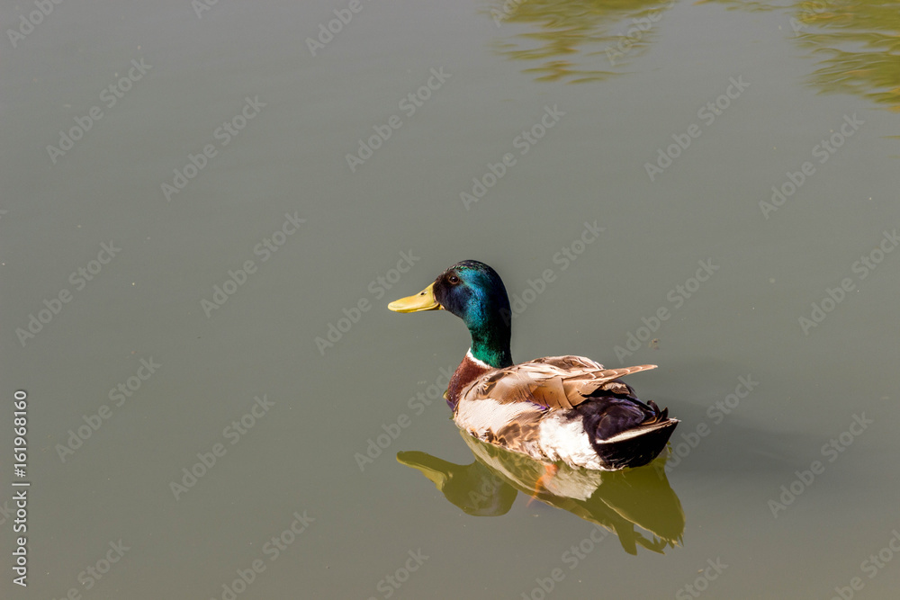 Fototapeta premium Duck