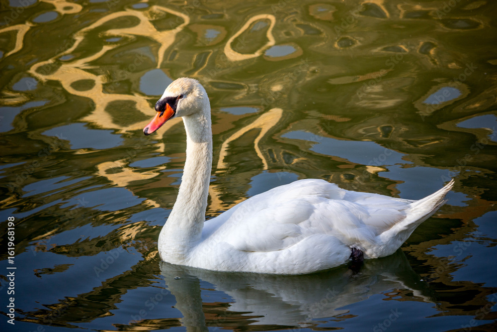 Obraz premium Swan