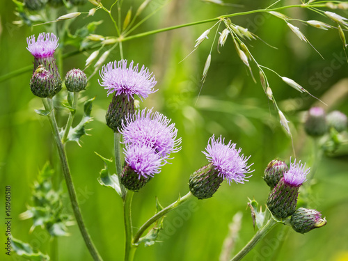 Wild blue thistle with six flower heads growing in an English meadow. photo