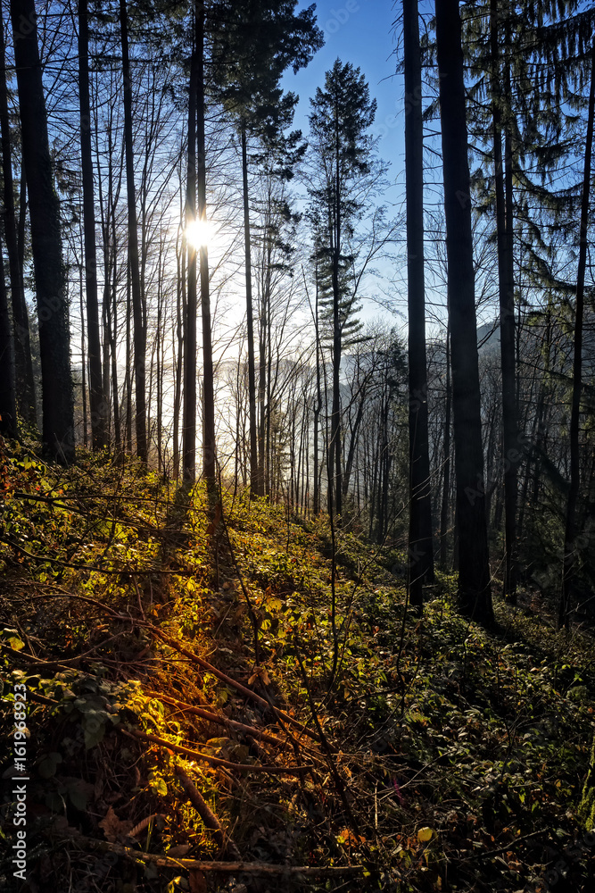 Sunset in golden autumn forest Sunset in golden autumn forest