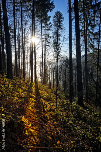 Sunset in golden autumn forest