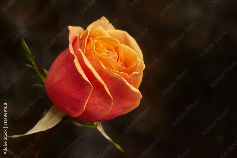 One beautiful orange rose on brown background One beautiful orange rose on brown background