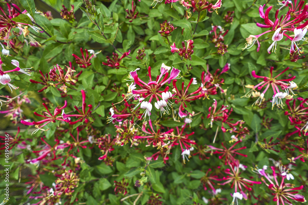 Lonicera periclymenum flower blooming in garden, summer time. Lonicera periclymenum flower blooming in garden, summer time.