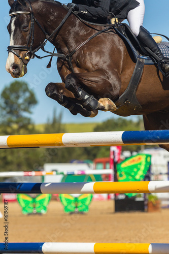 Horse Jumping Rider Closeup