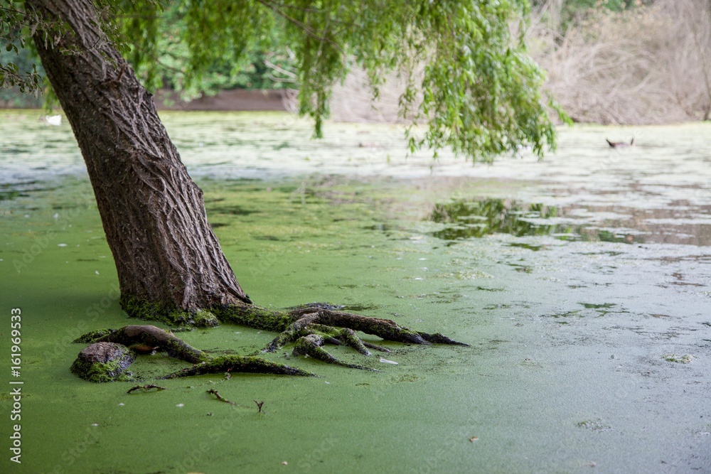 Árbol en el interior del lago