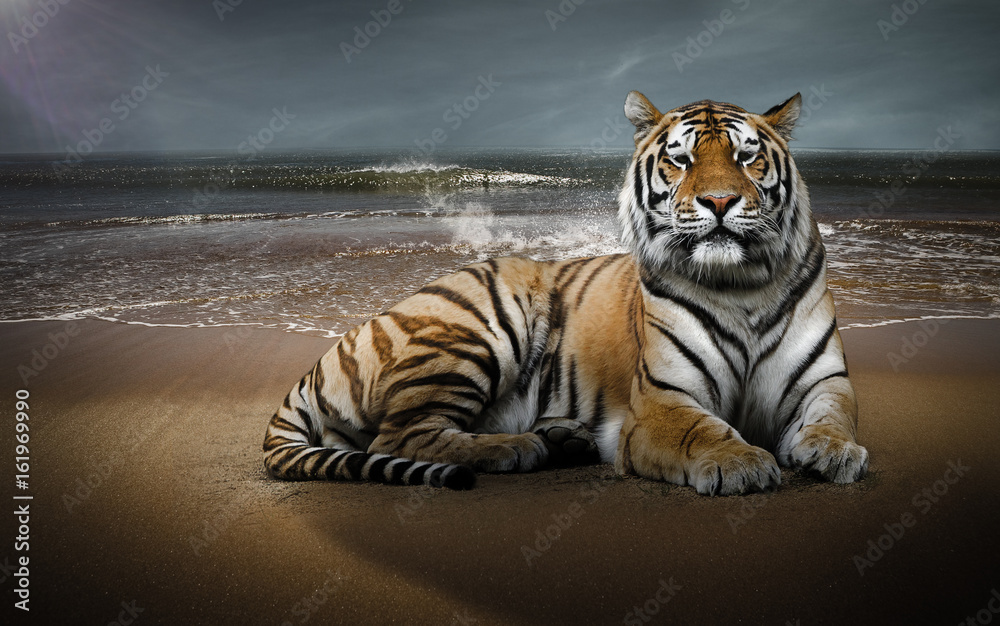 Tigre sur une plage