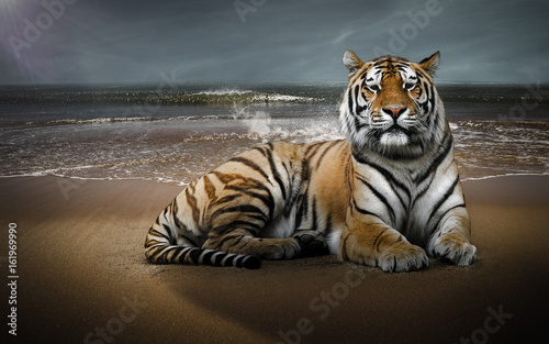 Tigre sur une plage