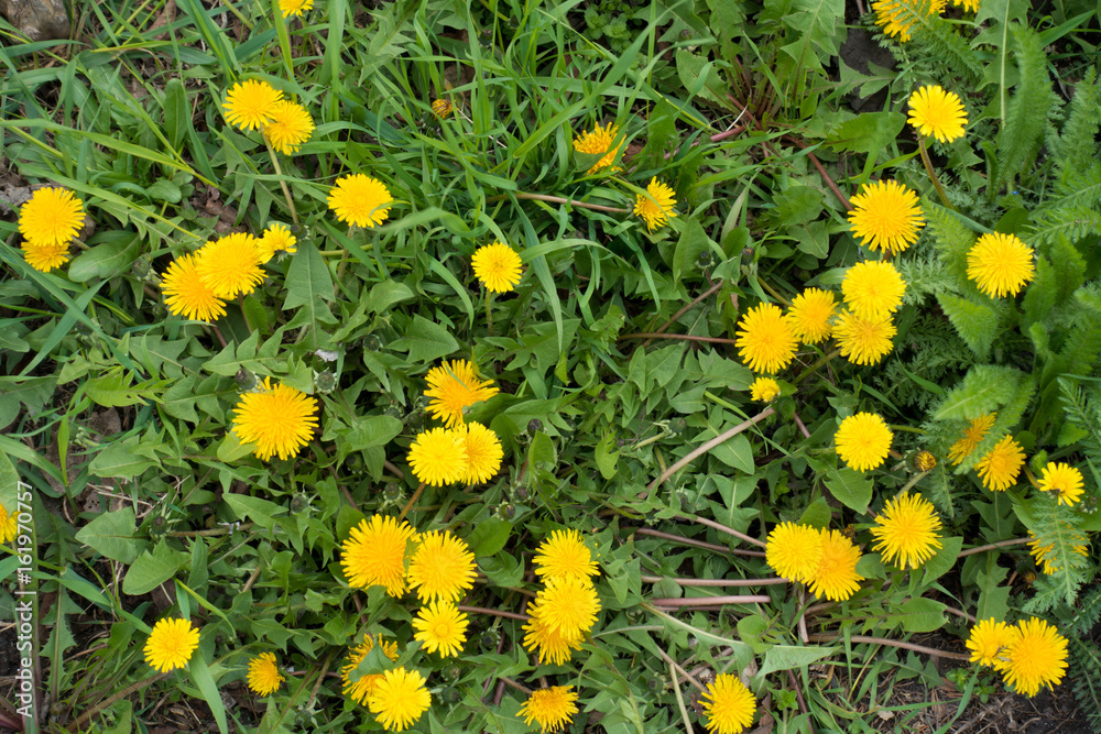 Lots of flowering dandelions directly from above Lots of flowering dandelions directly from above