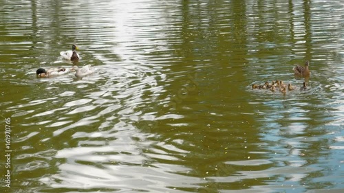A duck with ducklings floating in a pond. A cute mother duck walks her ducklings. Grey Millard on Nature photo