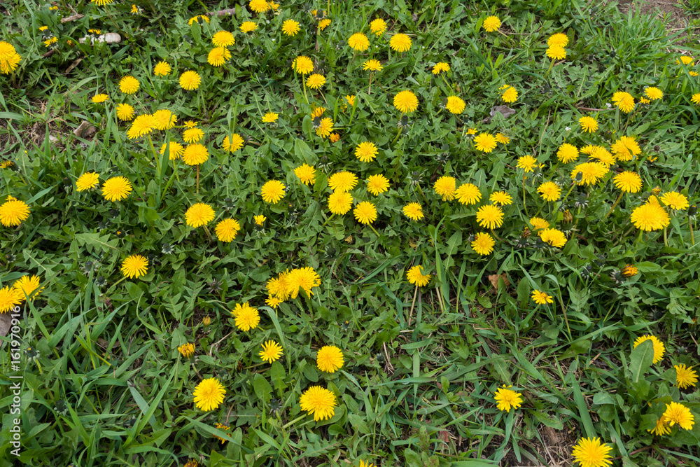 Uncultivated grass land with lots of dandelions