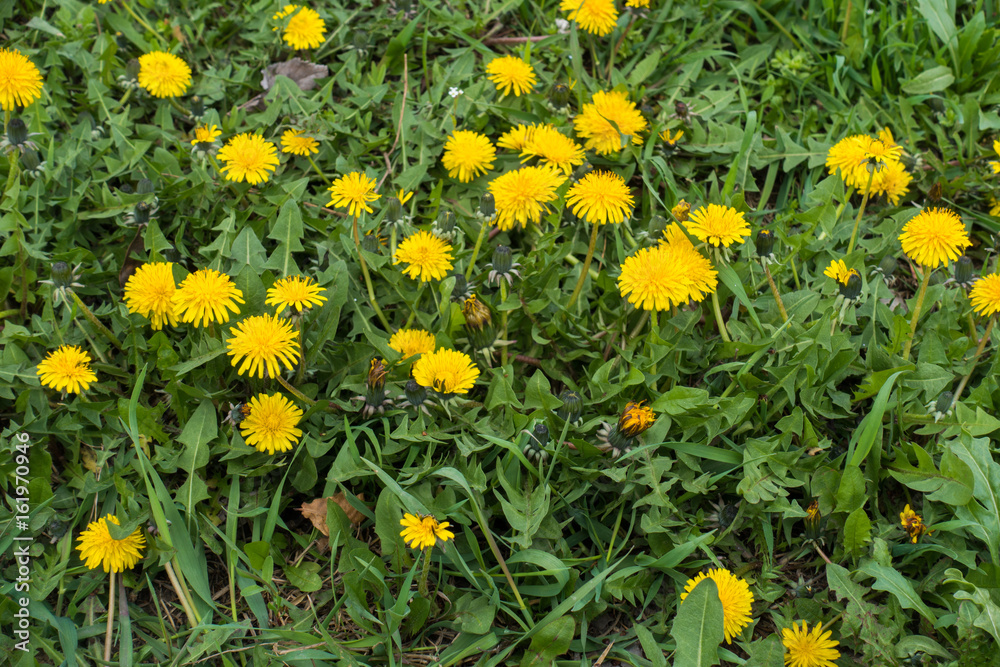 Vibrant yellow flowers of dandelions in spring