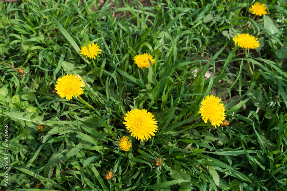 Vibrant yellow flowers of dandelions in the grass Vibrant yellow flowers of dandelions in the grass