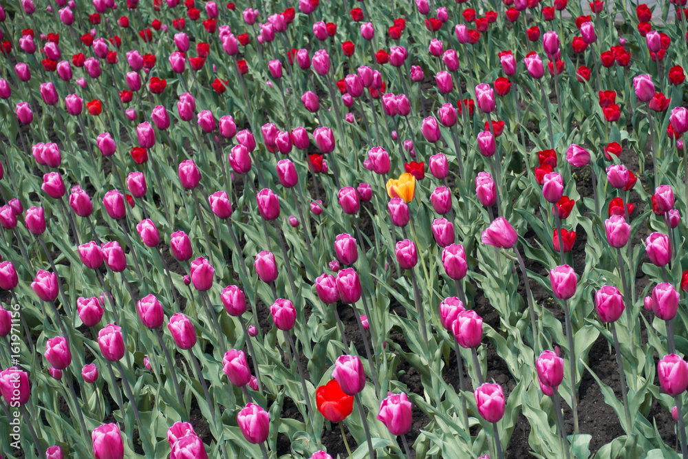 Single yellow tulip flower and pink and red ones
