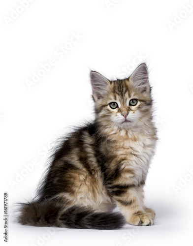 Black tabby Siberian Forest cat / kitten sitting side ways isolated on white background facing camera