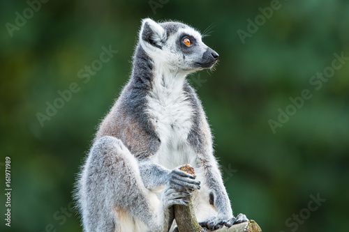 Portrait of ring-tailed Madagascar lemur at smooth background