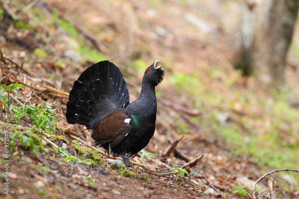 Capercaillie - display for mating ritual Capercaillie - display for mating ritual
