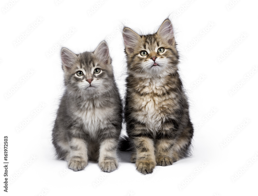 Two y Siberian Forest cat / kittens sitting isolated on white background facing camera