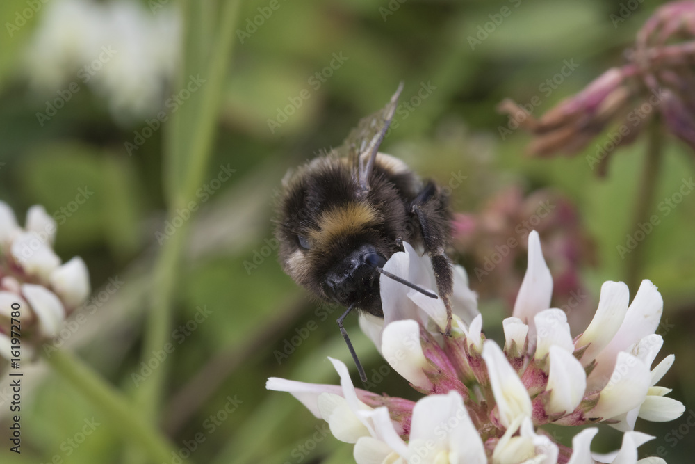 Bumblebee Bumblebee